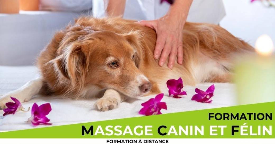 Formation massage canin et félin