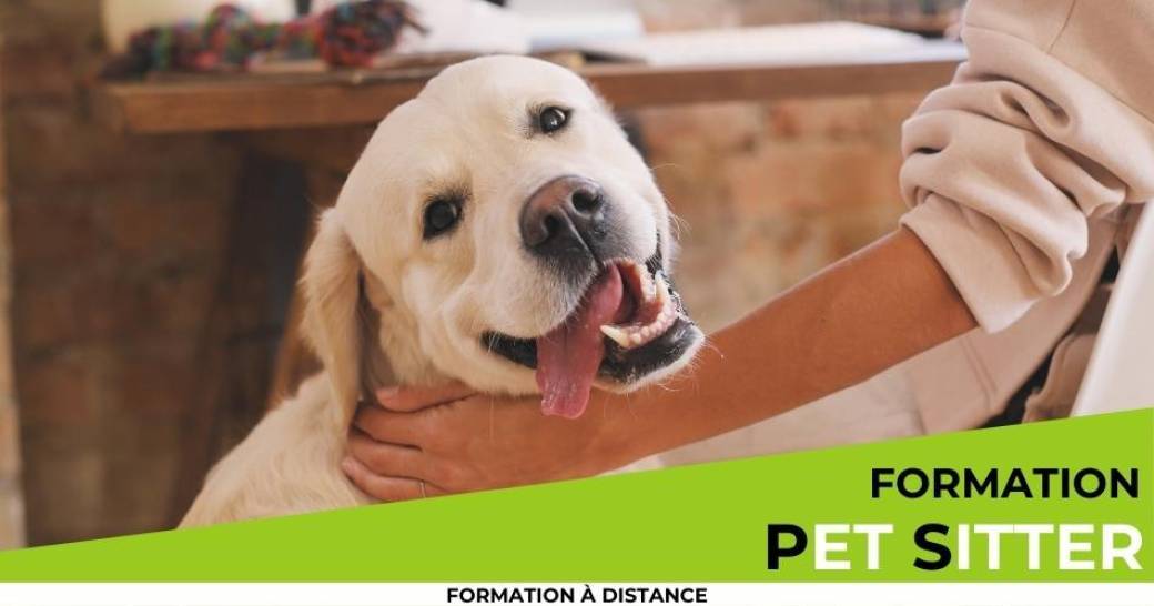 Formation pet-sitter à distance