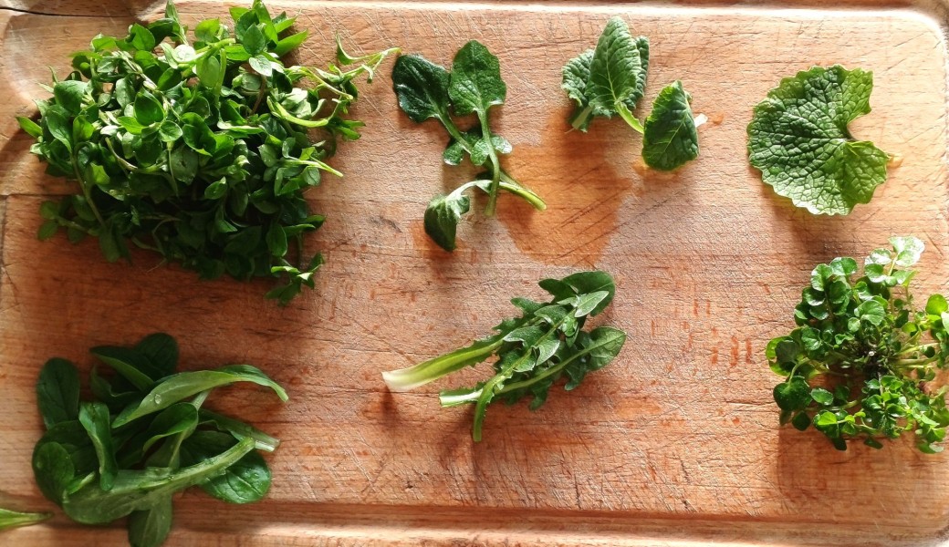 Formation plantes sauvages toxiques et comestibles