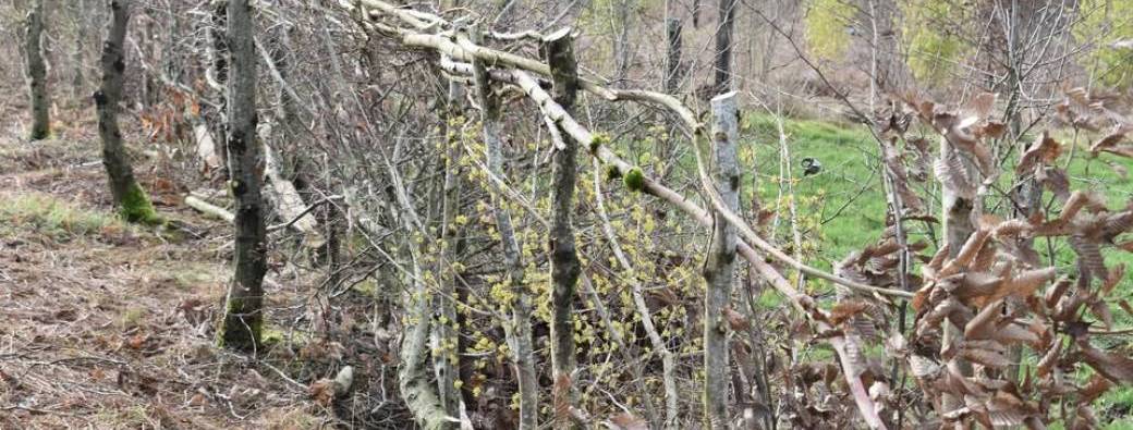 Formation plessage de haie