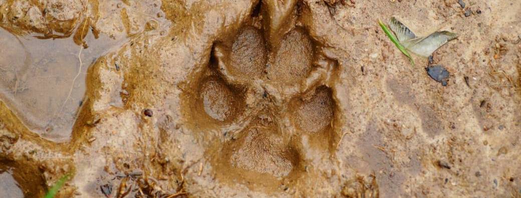 Formation pour accompagnateurs d'enfants en nature