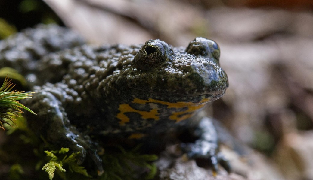 Formation "Prise en compte du Sonneur à ventre jaune dans la gestion forestière courante"