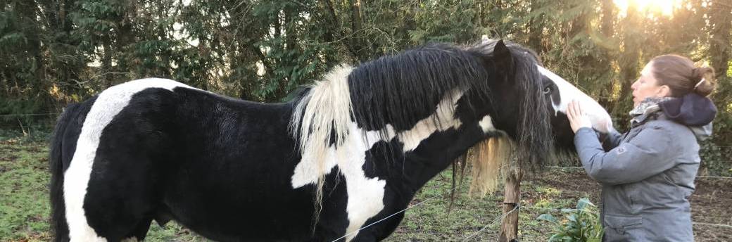 Formation REIKI ANIMAL Niveau 2 - Approfondissement