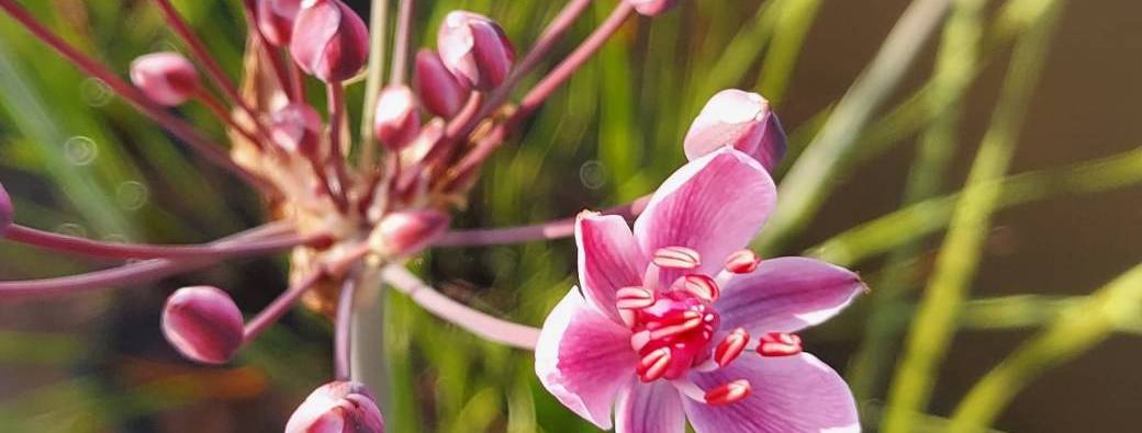 Formation sur les plantes bio indicatrice