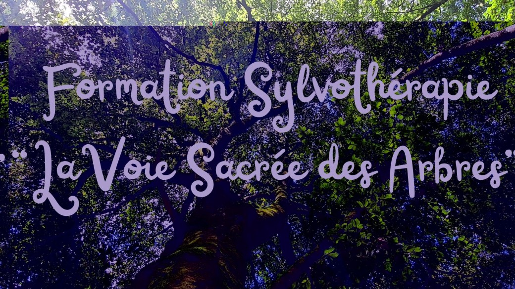 Formation Sylvothérapie "LA VOIE SACREE DES ARBRES"