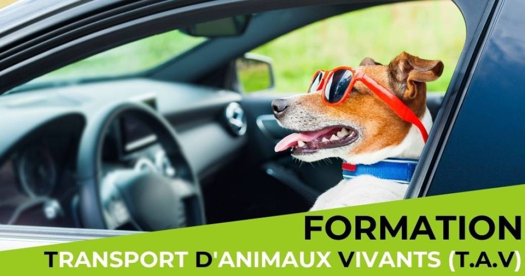Formation TAV PARIS (transport d'animaux de compagnie)