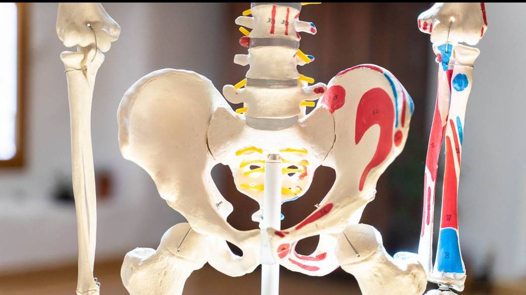 formation Yoga anatomie Membre inférieur 