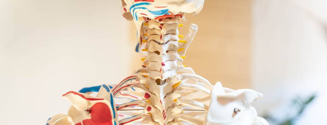 formation Yoga anatomie Membre supérieur 