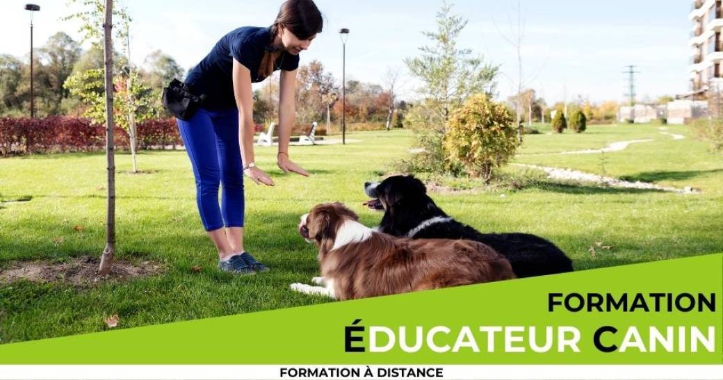 Formation éducateur canin à distance