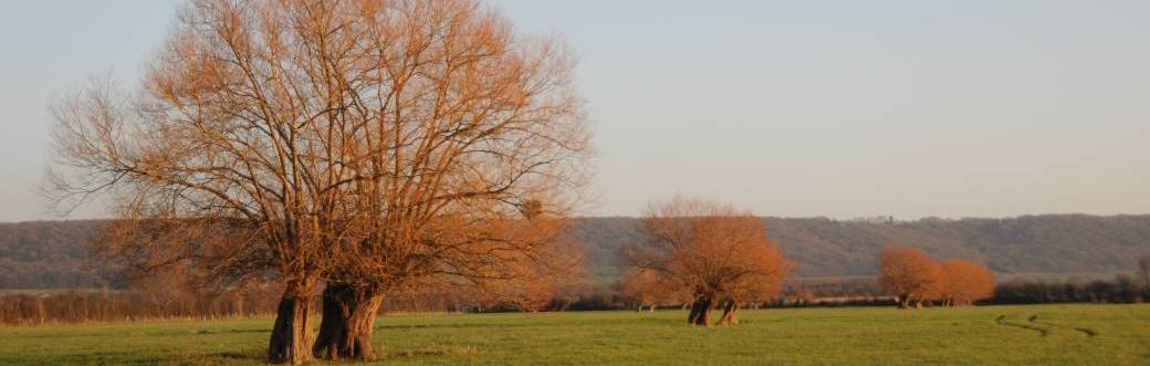 Former et entretenir les arbres têtards