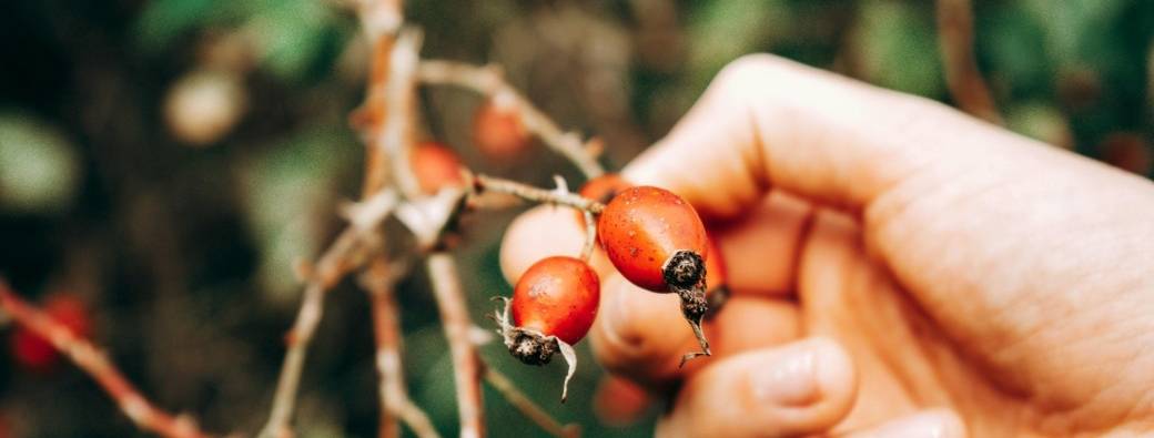 Formule Lierre : carnet de 5 balades botaniques