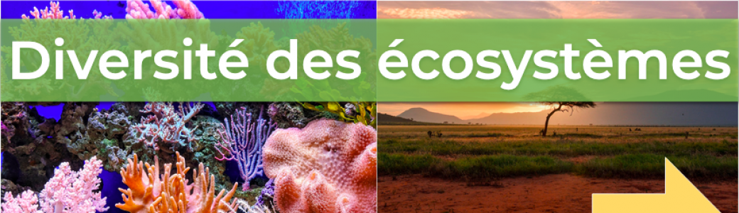 Animation Fresque de la Biodiversité