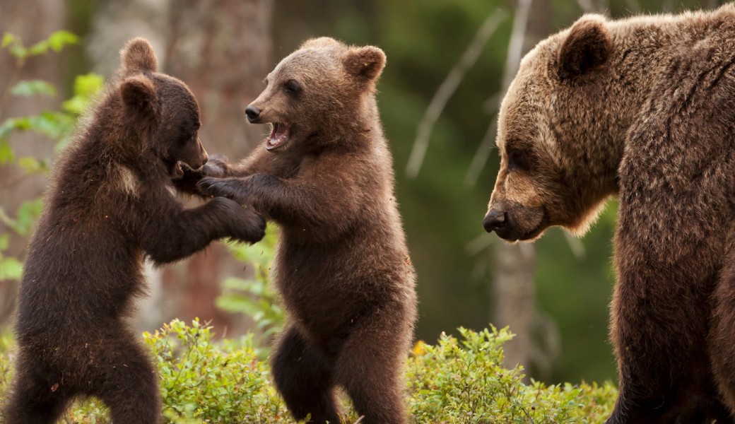 Fresque des ours