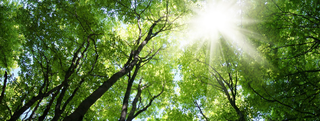 Gardien.nes de la forêt (7-13 ans)