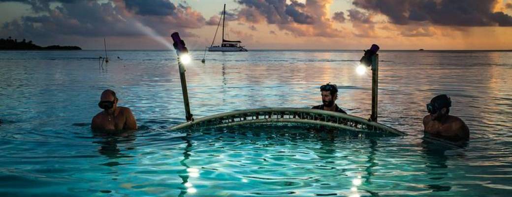 Prix Étudiant - Région Île-de-France et Prix du Public - 700 requins dans la nuit