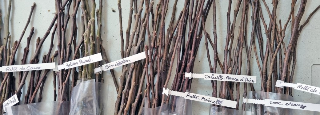 Greffage sur table d'arbres fruitiers