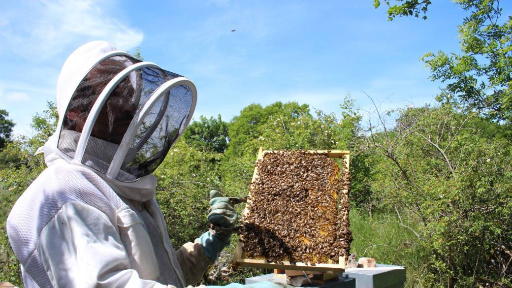 Guillaume et ses abeilles