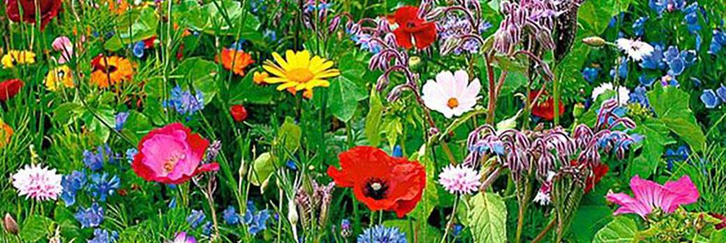 Happy Hoppy Hippies Happy Hoppy Hippies