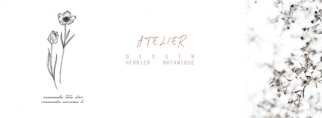 herbier botanique