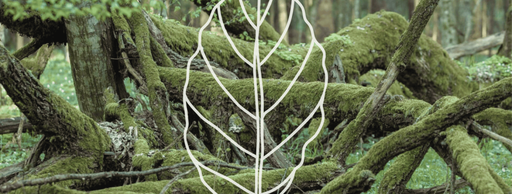 Hêtre ou ne pas hêtre?