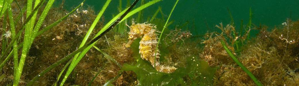 Hippocampes de Thau : sont-ils menacés ? 