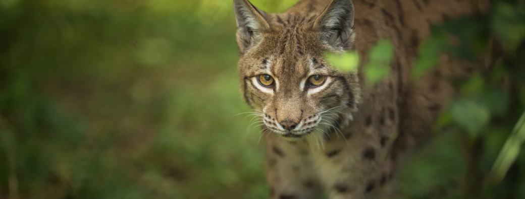 Le lynx, ce voisin bien discret (4-7ans)