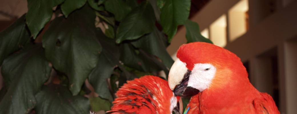How About Parrot As ESA? Isn’t It Amazing?