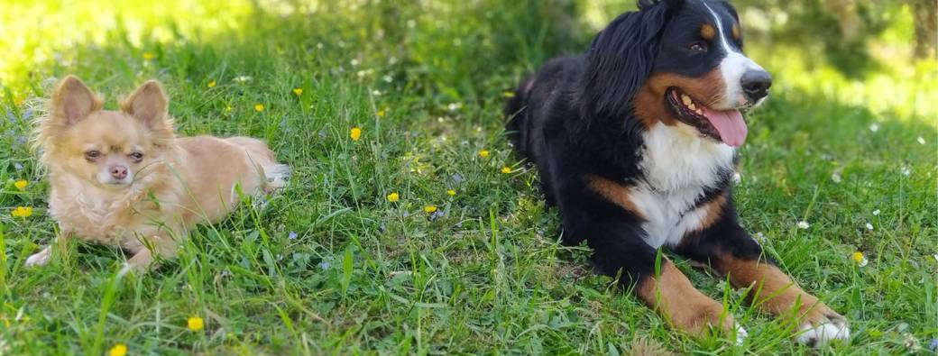 "Il était une fois...les animaux contés"