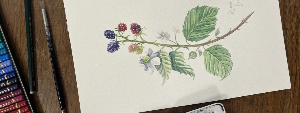 Illustration botanique