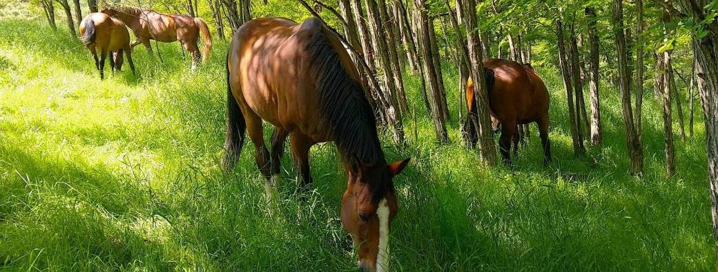 IMMERSION 3 JOURS - Ressourcement & Métamorphose avec les chevaux -Dates à la carte