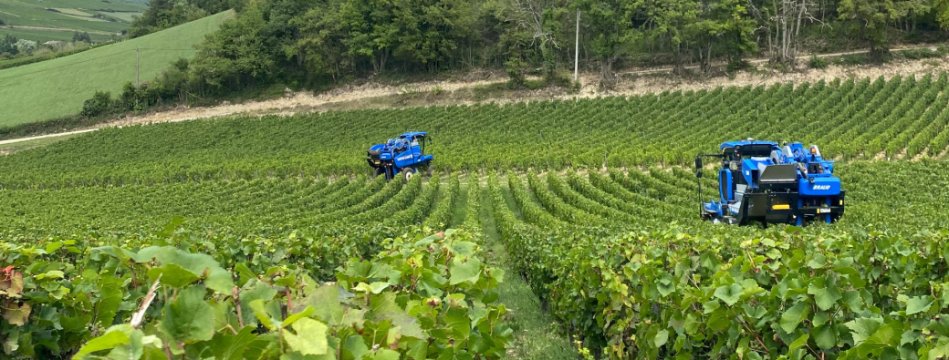 Immersion au cœur des vendanges