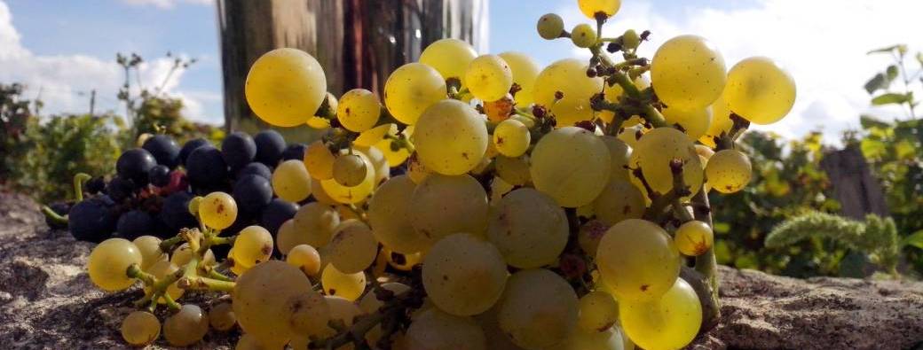 Immersion gustative : les VINS BLANCS de la CÔTE DE NUITS !