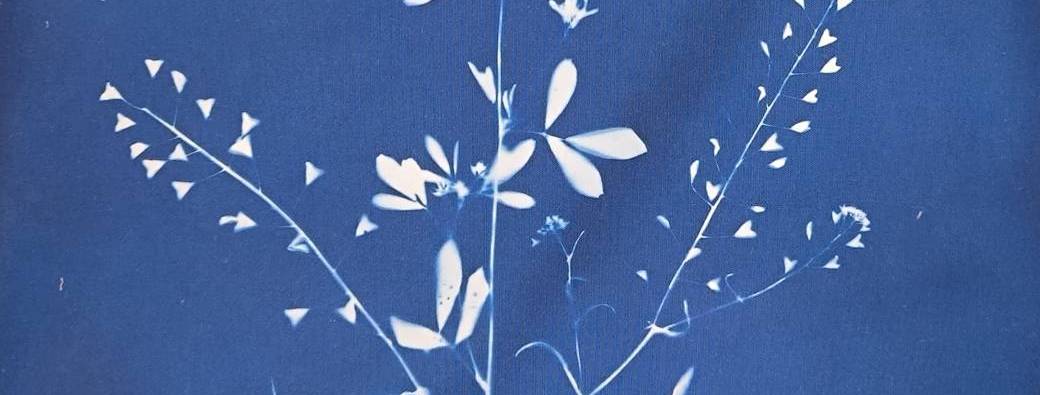 Imprimer à la lumière du soleil avec le cyanotype