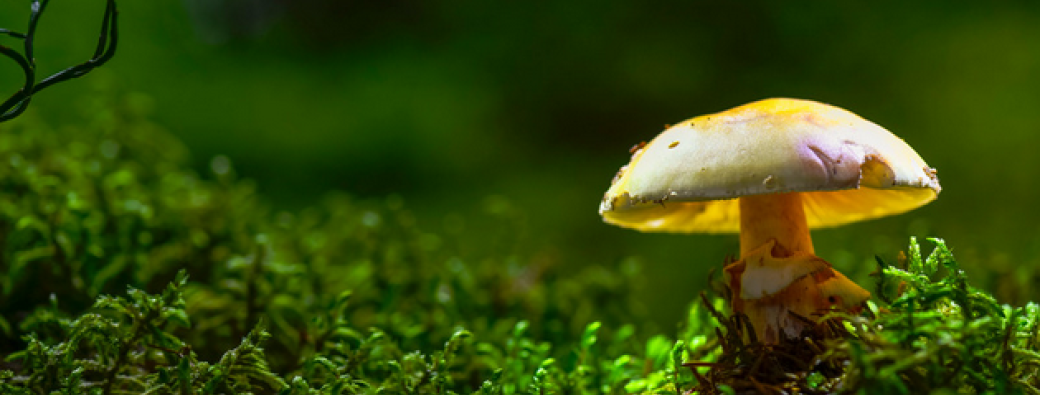Incroyables champignons (4-7 ans)