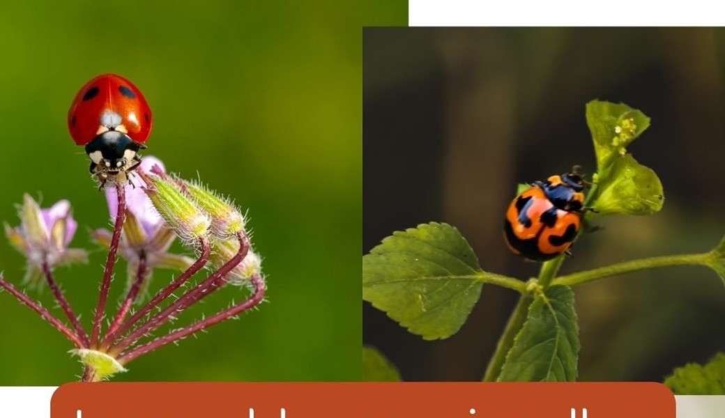 Incroyables coccinelles