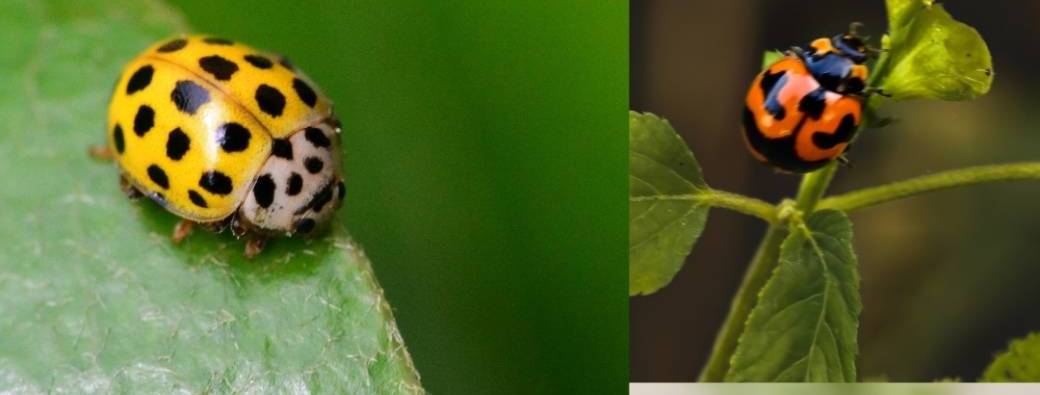 Incroyables coccinelles