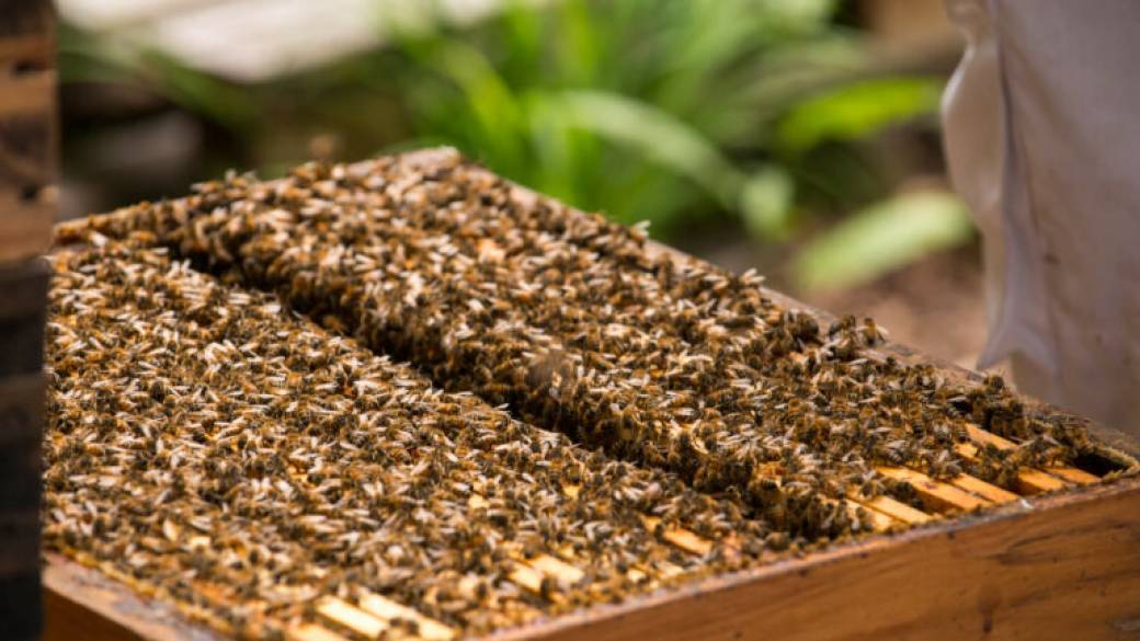 Initiation à l’apiculture 
