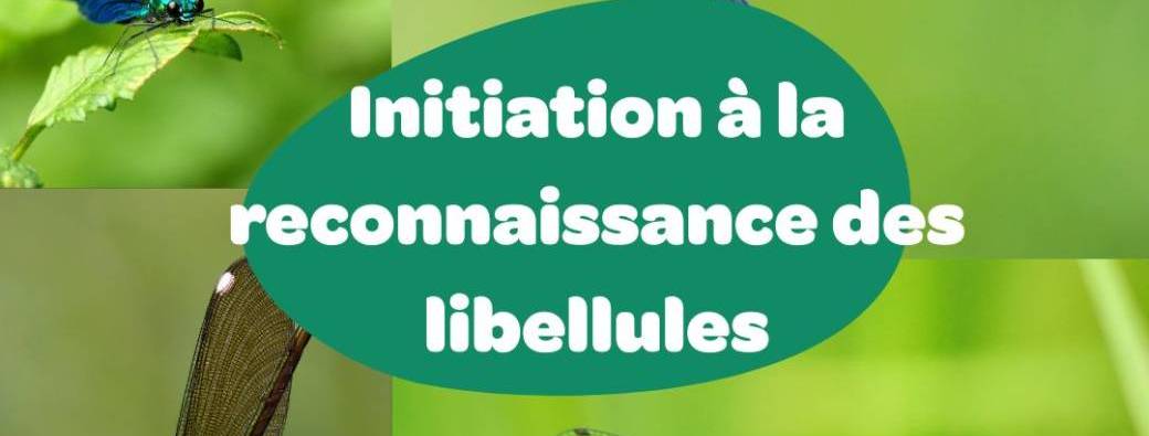 Initiation à la reconnaissance des libellules