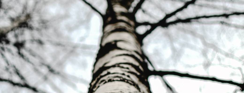 Initiation à la sève de bouleau