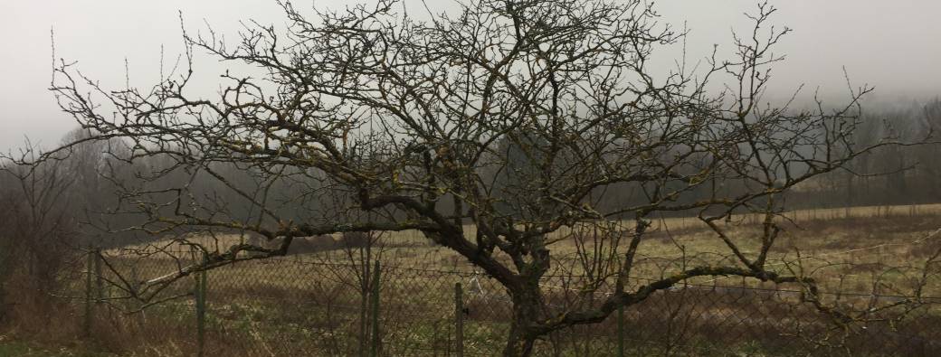 Initiation à la taille douce, entretien du verger