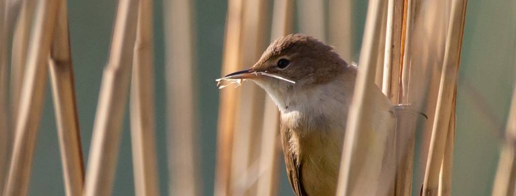 Initiation à l'ornithologie