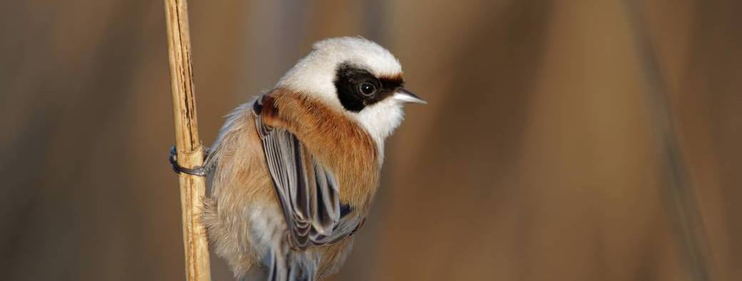 Initiation à l'ornithologie