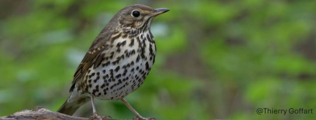 Initiation aux chants des oiseaux