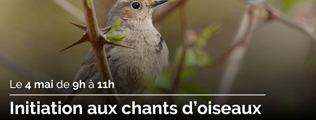 Initiation aux chants d'oiseaux