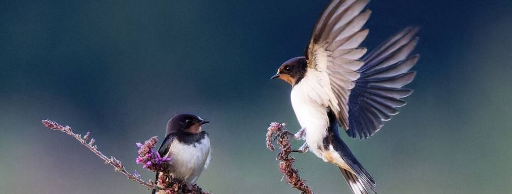 Initiation aux chants d'oiseaux