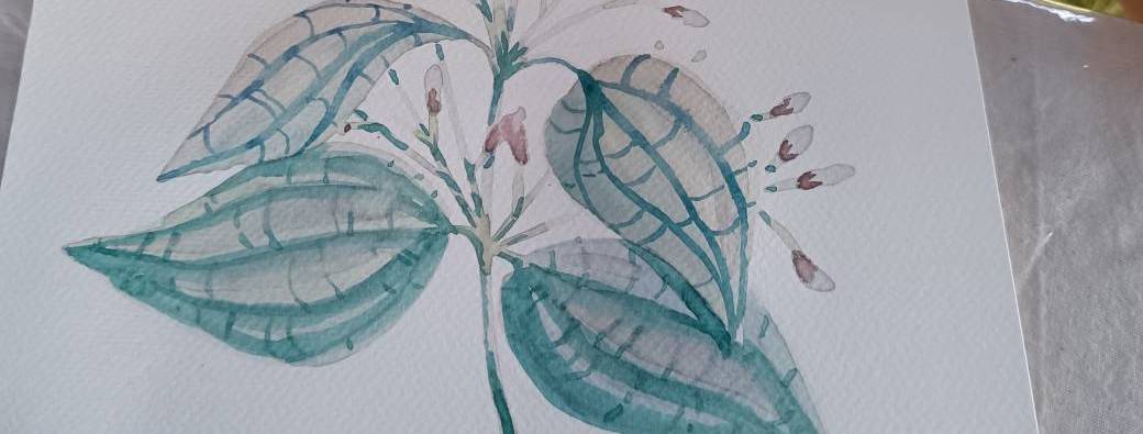 Aquarelles végétales liquides et dessin botanique 