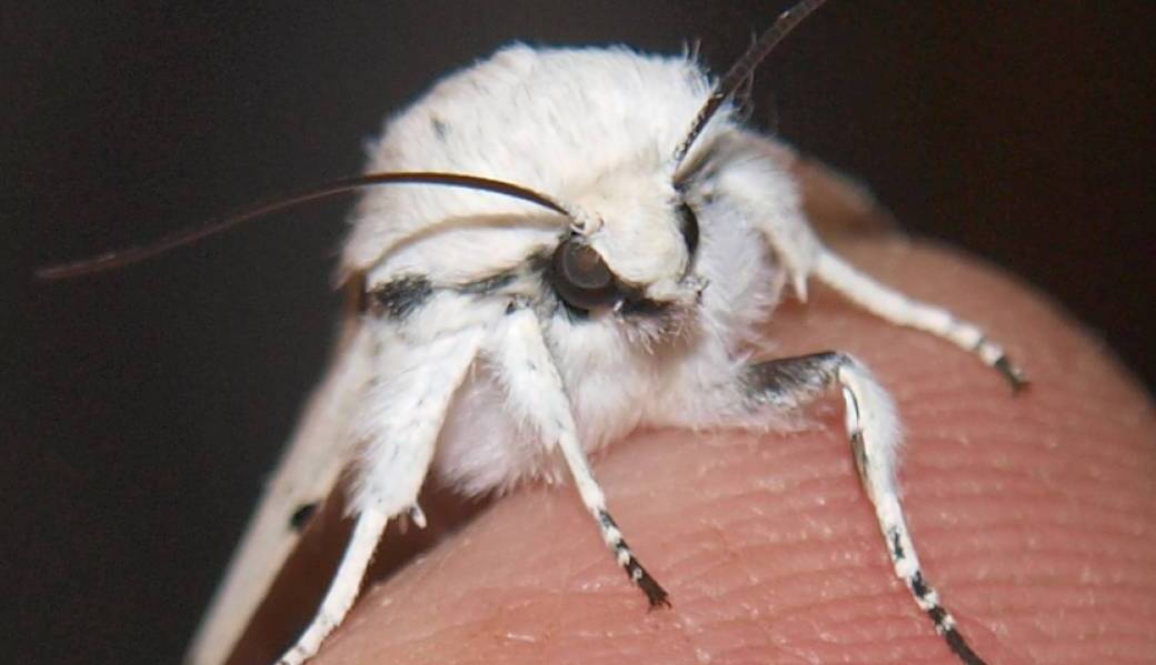 Insectes nocturnes et ciel étoilé
