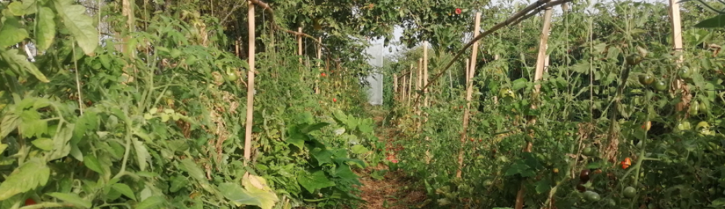Introduction au jardinage co-créatif - module 0