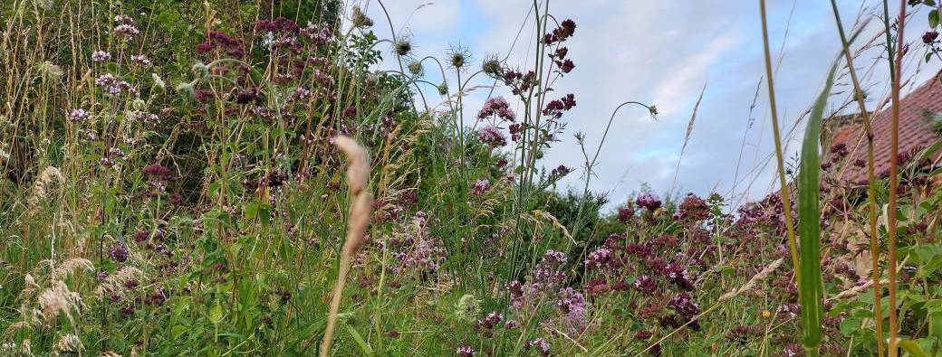 Inventaire écologique d'un espace vert + aménagements favorables à la biodiversité - Natagora