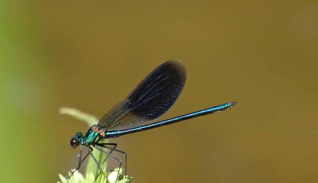 Fête du Grand Site : Exploration Biodiversité 